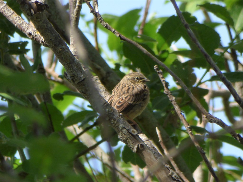 Fringillidae in Valnontey (AO): Organetto (Carduelis flammea)